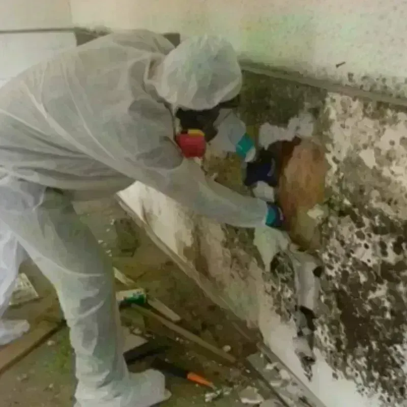 Mold Remediation and Removal in Buena Vista, PR